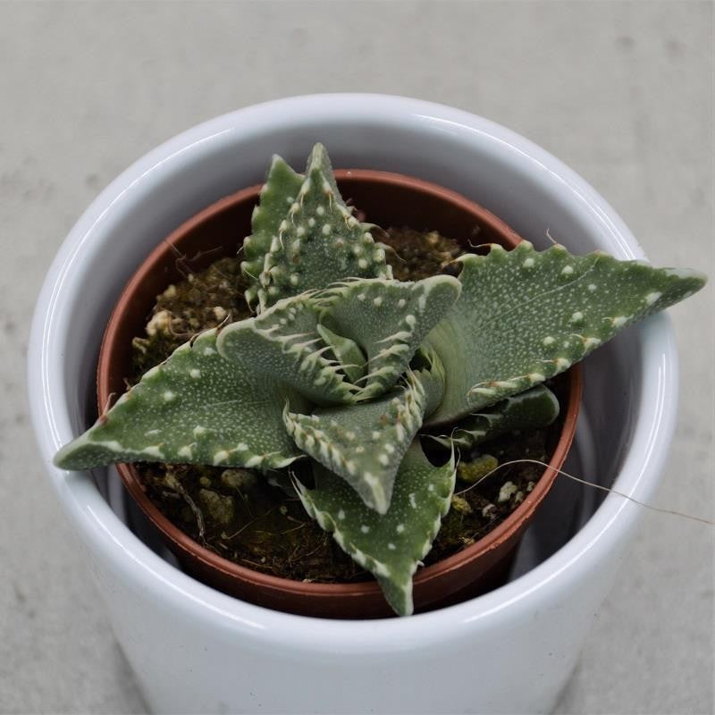 pasiora-faucaria-tigrina-sukkulente-5-5-cm-topf image 1