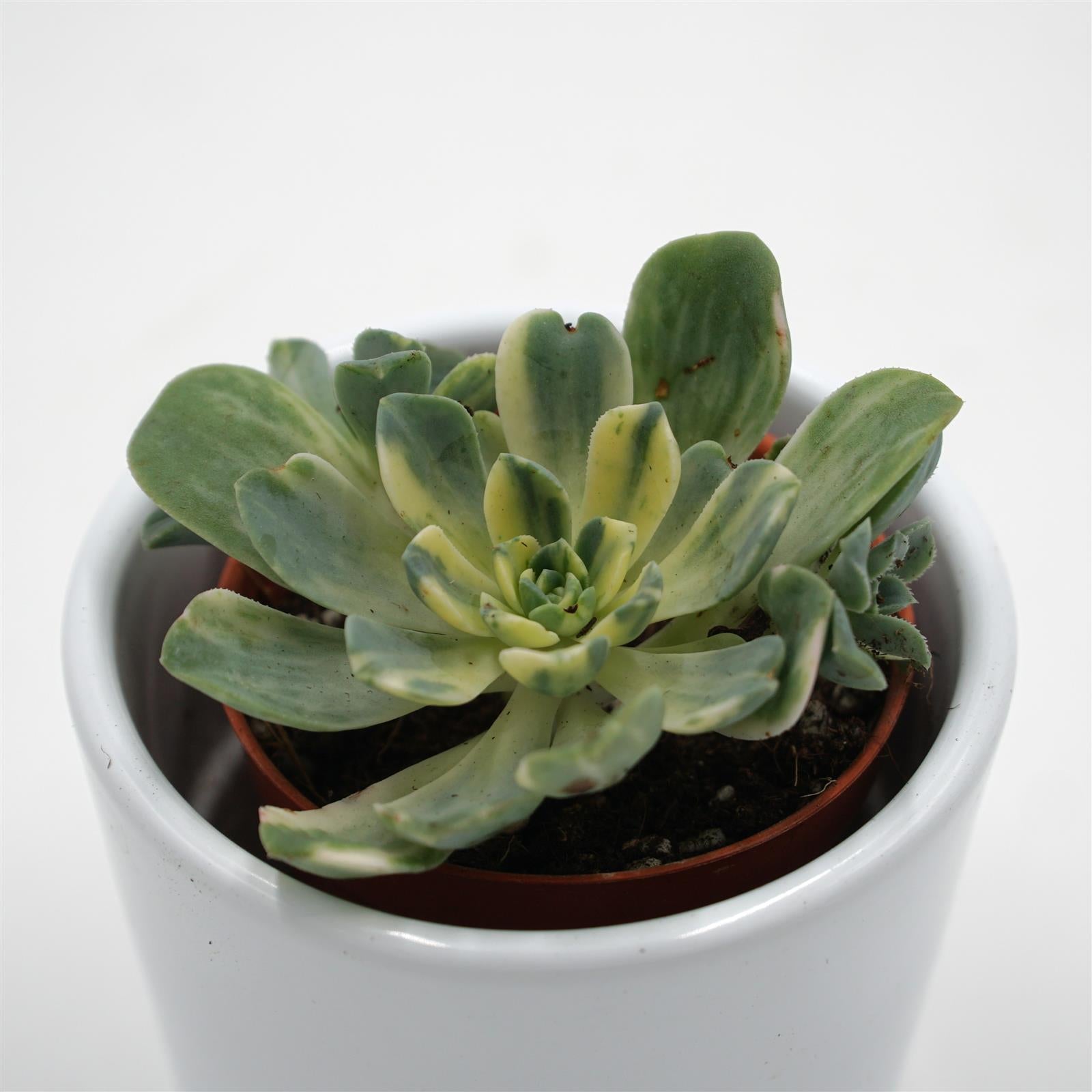 pasiora-aeonium-domesticum-f-variegata-sukkulente-5-5cm image 4