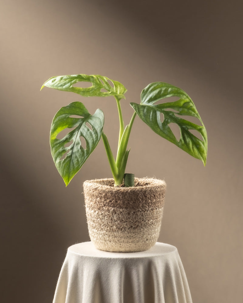 feey-monstera-adansonii-mint-babypflanze-panaschiert image 5