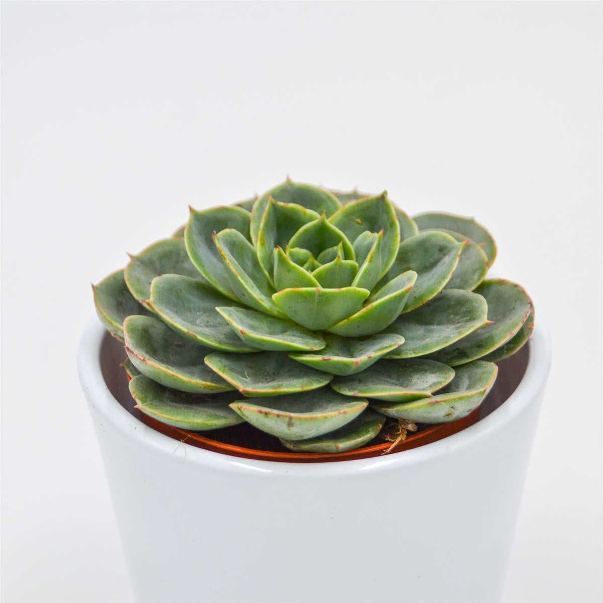 pasiora-echeveria-taco-sukkulente-im-8-5cm-topf image 2