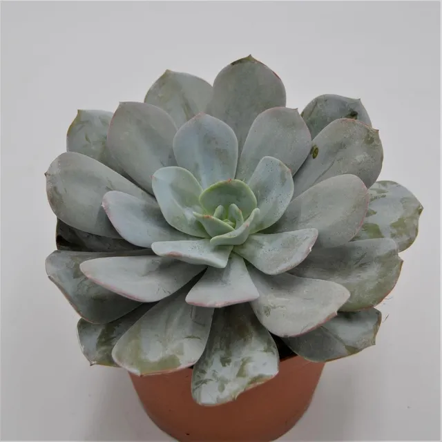 pasiora-echeveria-gila-sukkulente-15cm image 1