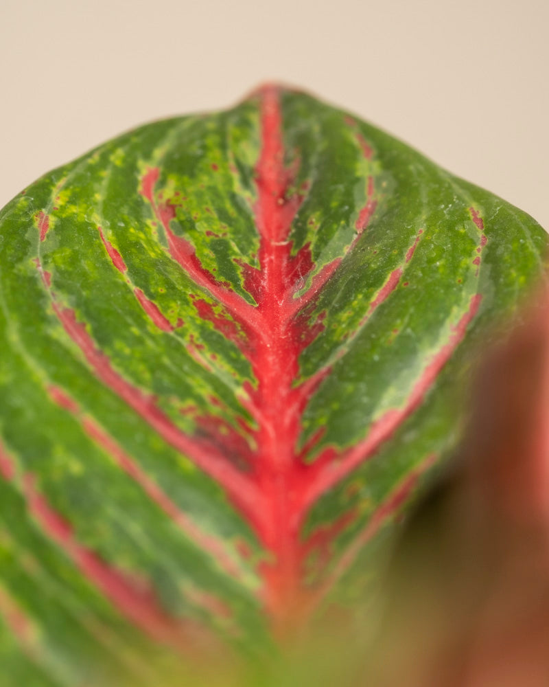 feey-aglaonema-red-emerald-kolbenfaden image 2
