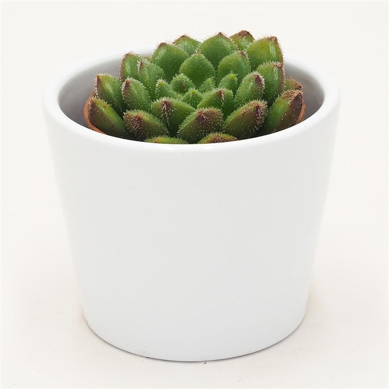 pasiora-echeveria-fantasia-carol-sukkulente-5-5-cm-topf image 3