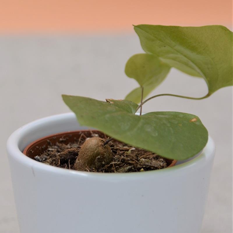 pasiora-dioscorea-elephantipes-caudex-5-5cm-topf image 1