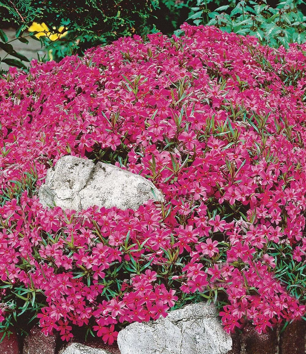 baldur-garten-roter-teppich-phlox-3x-stauden-im-9x9-cm-topf image 2
