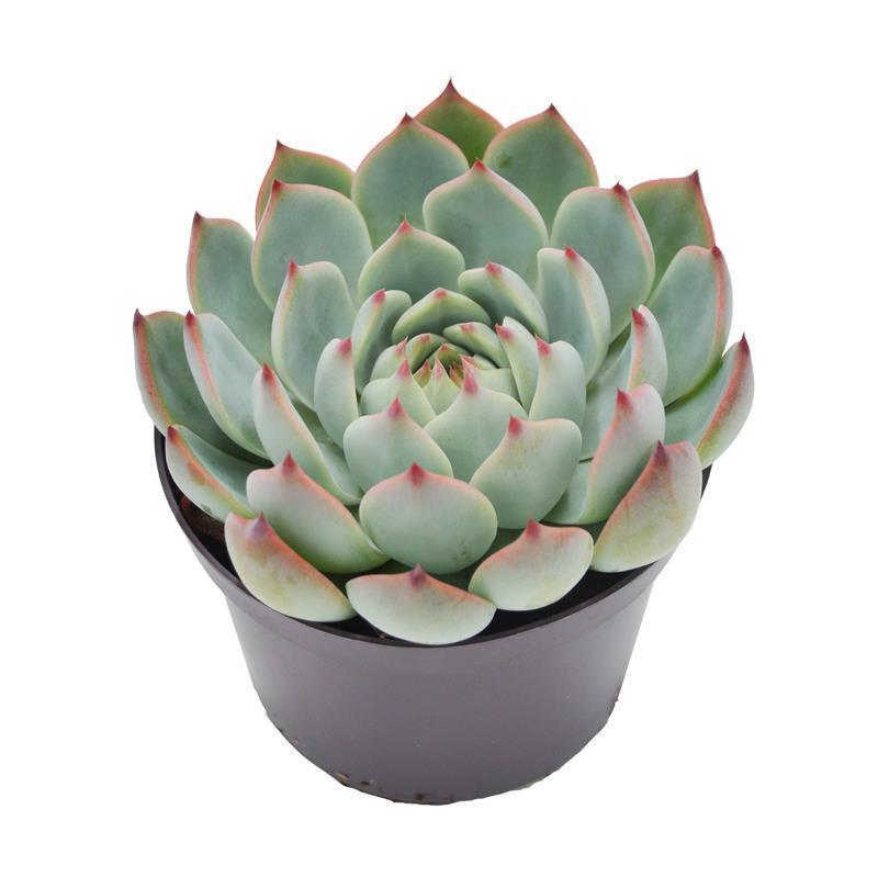 pasiora-echeveria-parva-beatrice-sukkulente-10-5cm-topf image 2