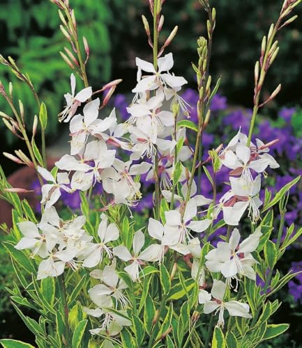 baldur-garten-2x-prachtkerze-gaura-wei-im-9x9-cm-topf image 3