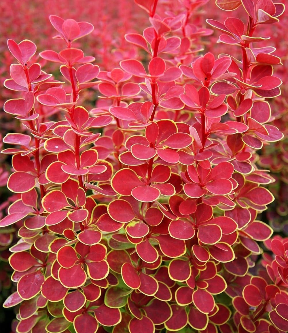 baldur-garten-berberitze-orange-sunrise-im-9x9-cm-topf image 1