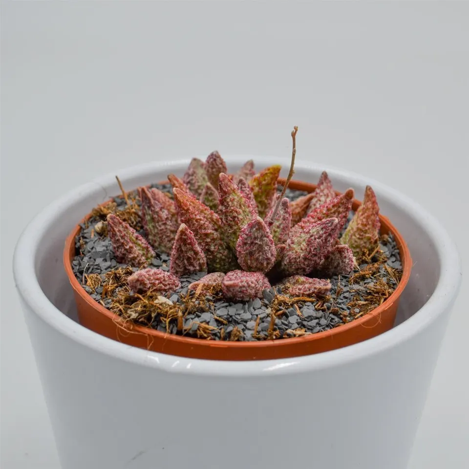 pasiora-adromischus-marianiae-var-antidorcatum-sukkulente-8-5-cm image 1