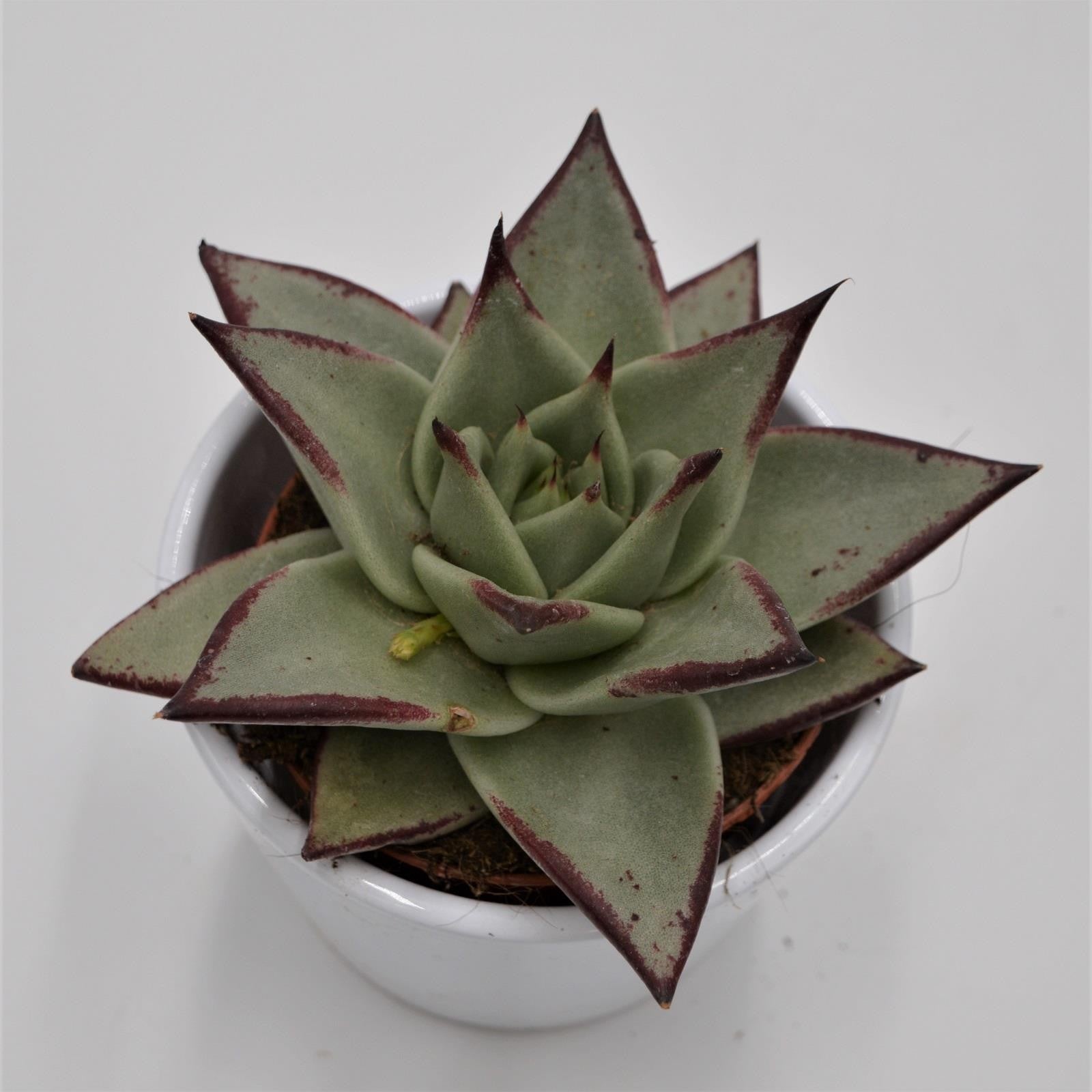 pasiora-echeveria-agavoides-ebony-echeverie-8-5cm-topf image 2