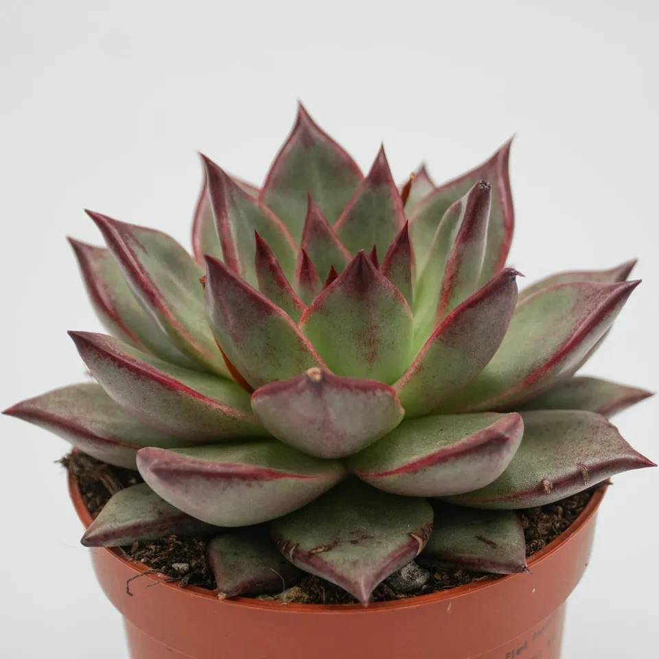 pasiora-echeveria-electra-sukkulente-10-5-cm-topf image 1