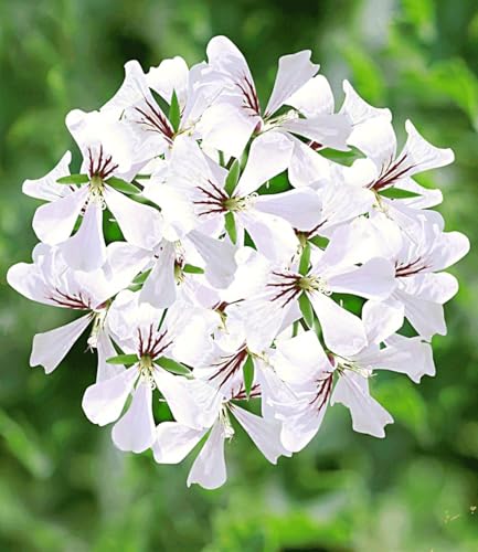 baldur-garten-tiroler-h-nge-geranien-12er-kollektion-10-5-cm-topf image 6