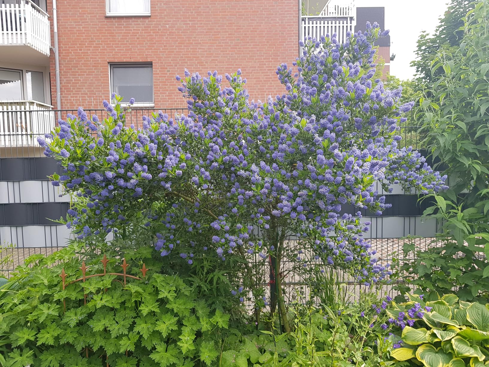Bienenmagnet