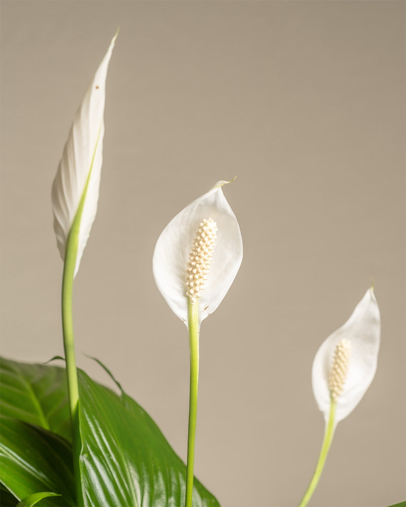 feey-gro-es-einblatt-spathiphyllum-wallisii-friedenslilie image 2