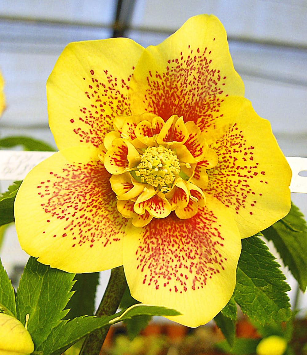 baldur-garten-christrose-hantay-1x-pflanze-im-9x9-cm-topf image 2