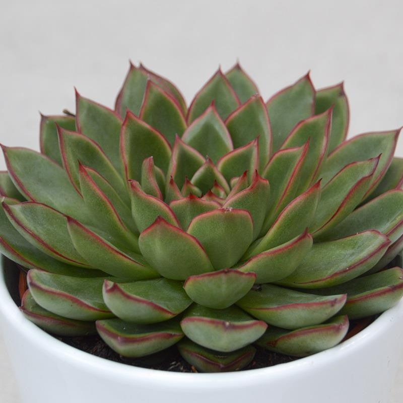 pasiora-echeveria-skat-rosette-10-5cm-topf image 1