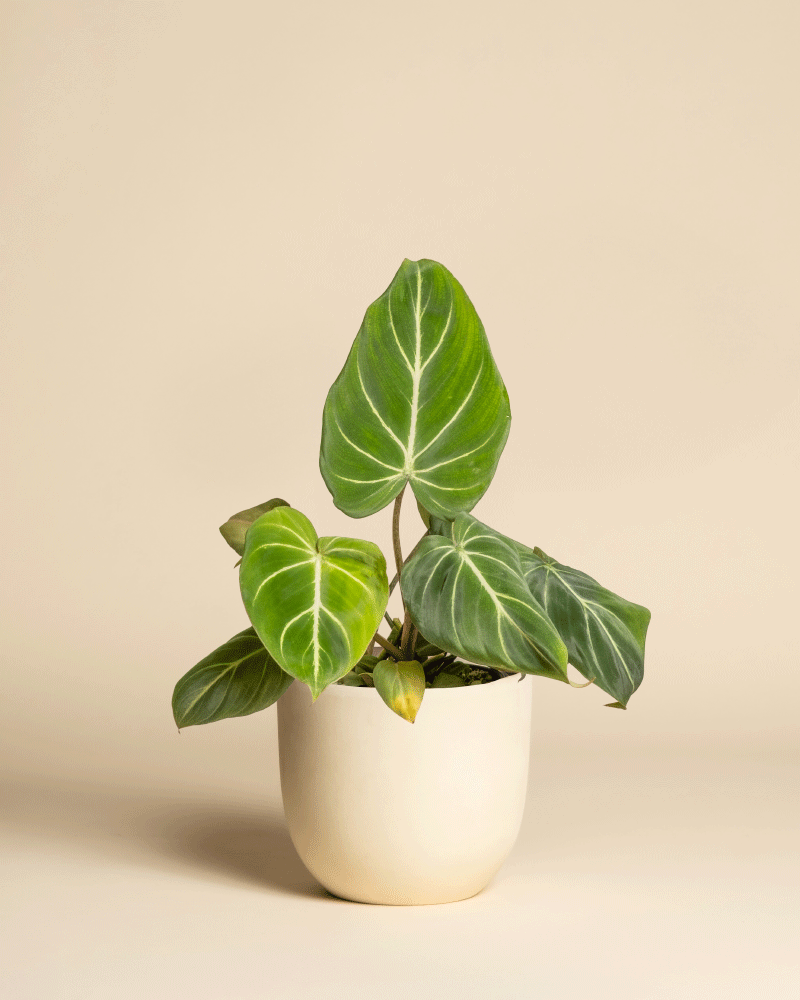 feey-philodendron-gloriosum-zimmerpflanze image 6