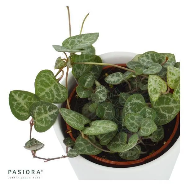 pasiora-ceropegia-woodii-string-of-hearts-im-6cm-topf image 1