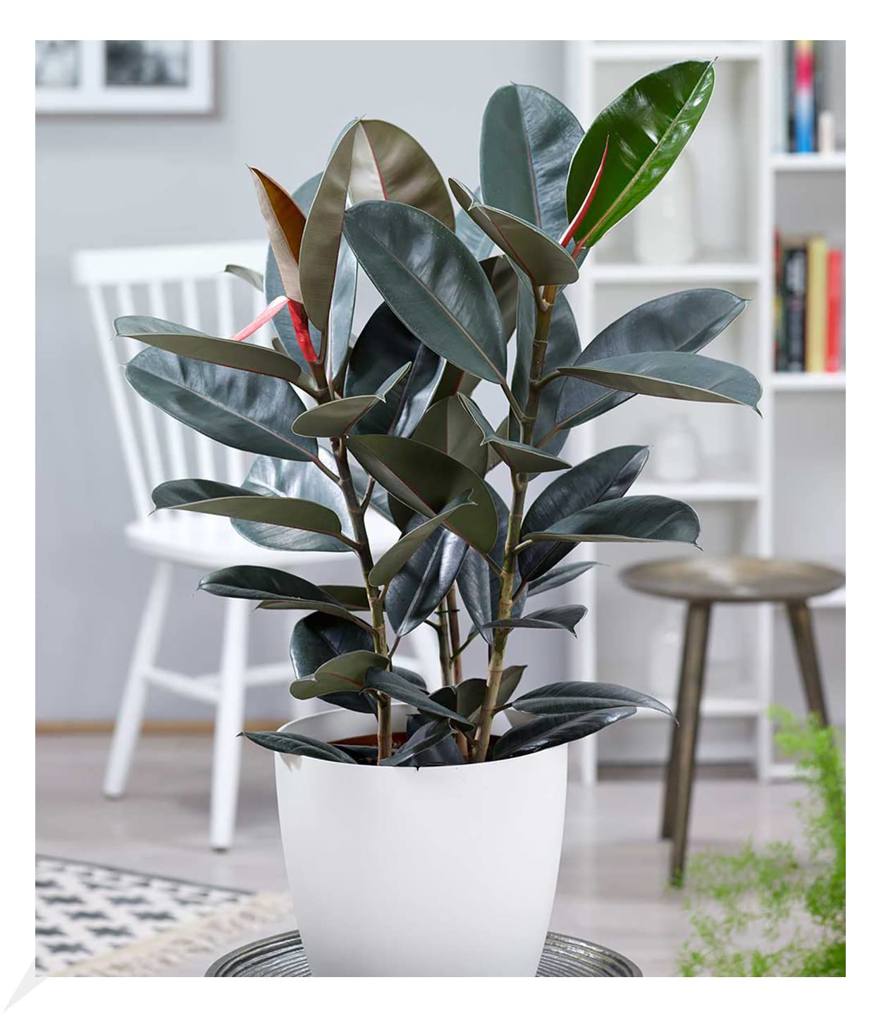 baldur-garten-baumstrelitzie-nicolai-zimmerpflanze-im-19-cm-topf-ca-90-cm image 5