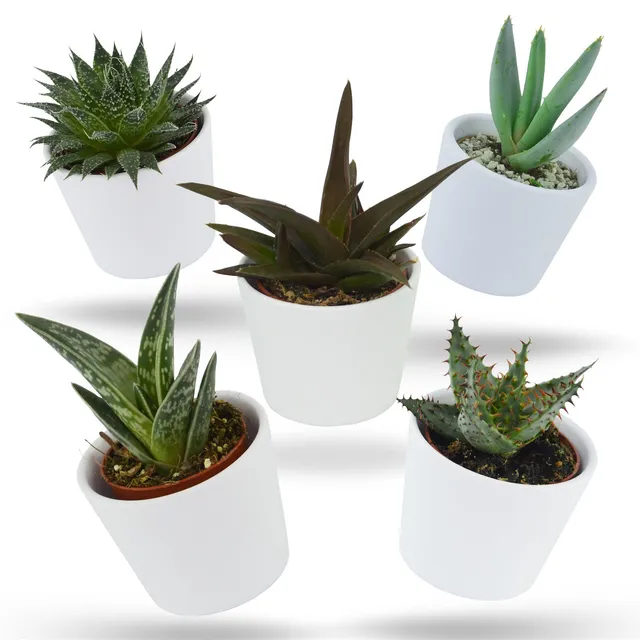 pasiora-aloha-aloe-5er-set-mini-sukkulenten-6cm image 1