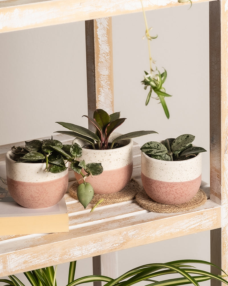 feey-babypflanzen-trio-hoya-wachsblumen-3er-set image 2