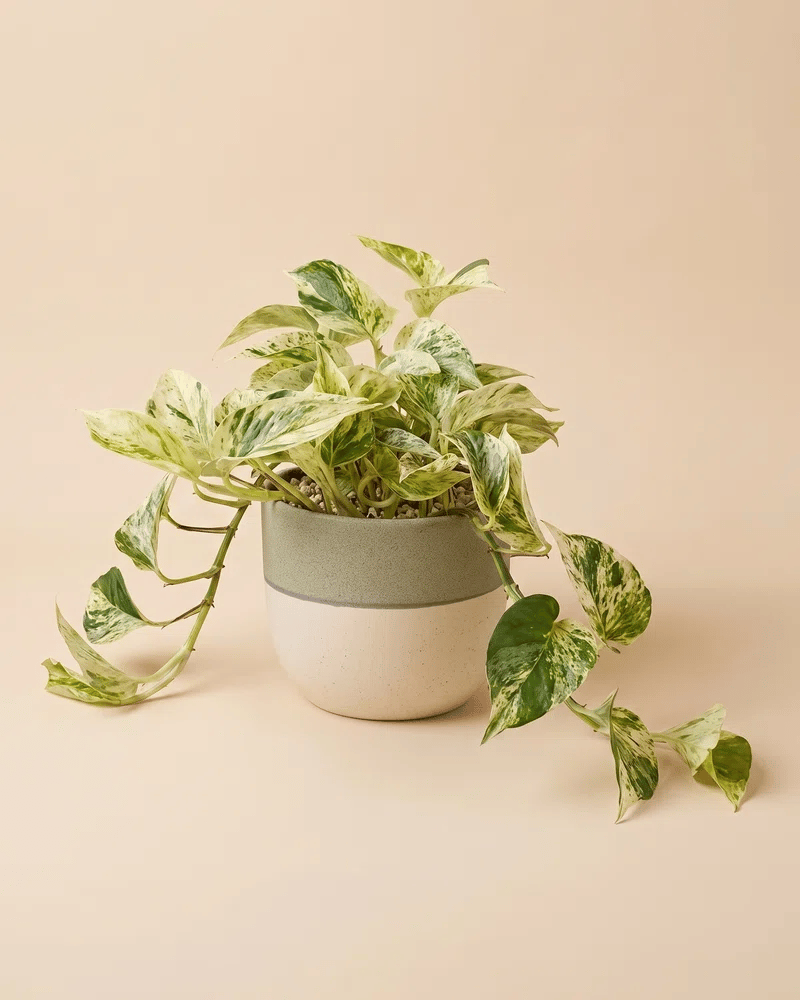 feey-gro-e-efeutute-marble-queen-h-ngepflanze-2 image 5