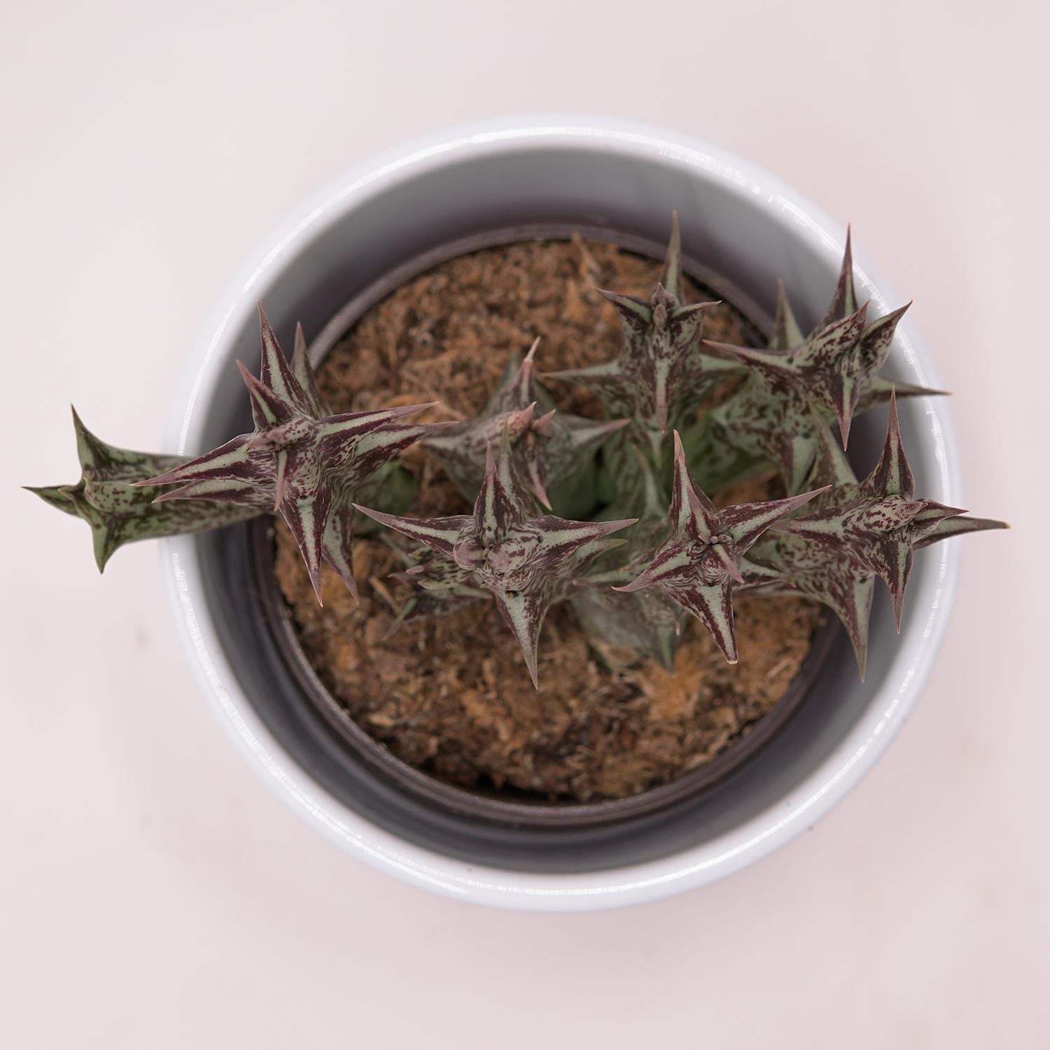 pasiora-orbea-decaisneana-subsp-hesperidum-aasblume-8cm-topf image 2