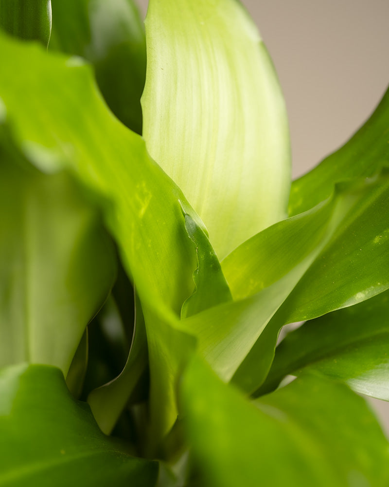 feey-drachenbaum-dracaena-fragrans-zimmerpflanze-klein image 5