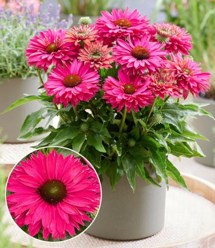 baldur-garten-echinacea-sunseekers-sweet-fuchsia-9x9-cm-topf image 4