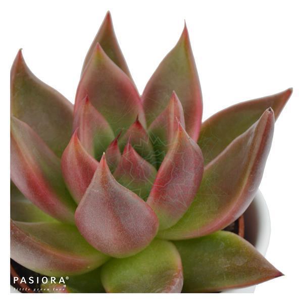 pasiora-echeveria-agavoides-mars-sukkulente-6cm-topf image 2
