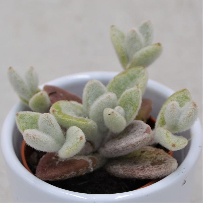 pasiora-kalanchoe-eriophylla-sukkulente-5-5-cm-topf image 1