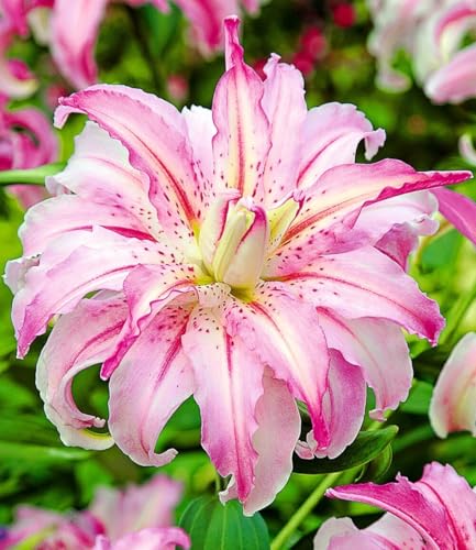 baldur-garten-riesen-duftlilie-broken-heart-3x-zwiebel-16-18-cm image 2