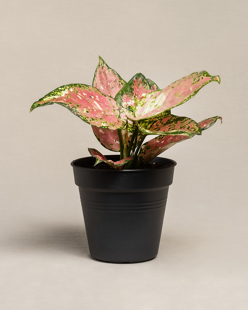feey-aglaonema-jazzy-red-kolbenfaden-zimmerpflanze-klein image 3