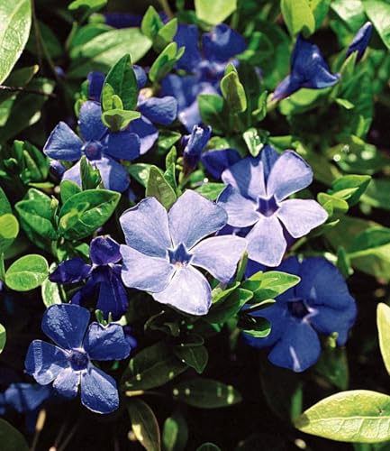baldur-garten-vinca-minor-blau-3x-bodendecker-im-9x9-cm-topf image 7