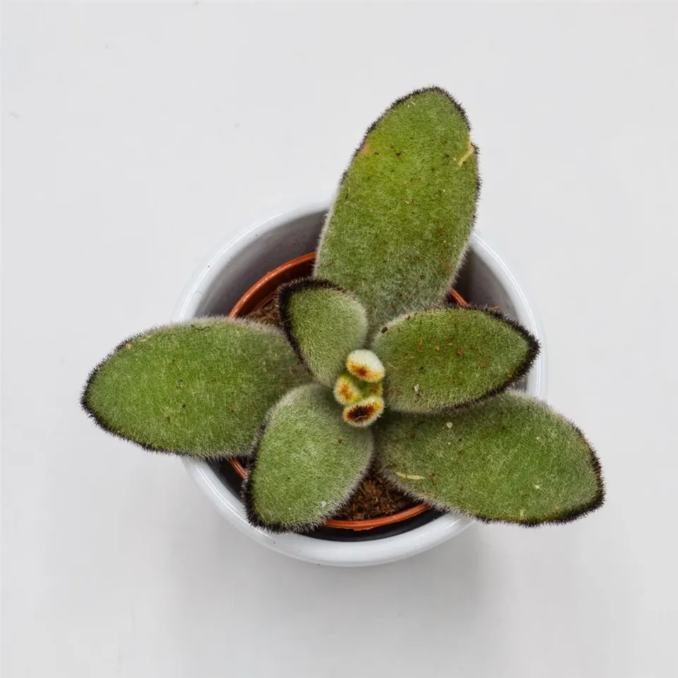 pasiora-kalanchoe-tomentosa-jumbo-5-5-cm-sukkulente image 1