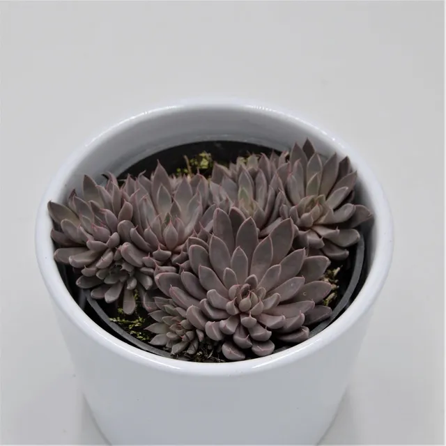 pasiora-graptopetalum-rusbyi-sukkulente-8-5cm-topf image 1