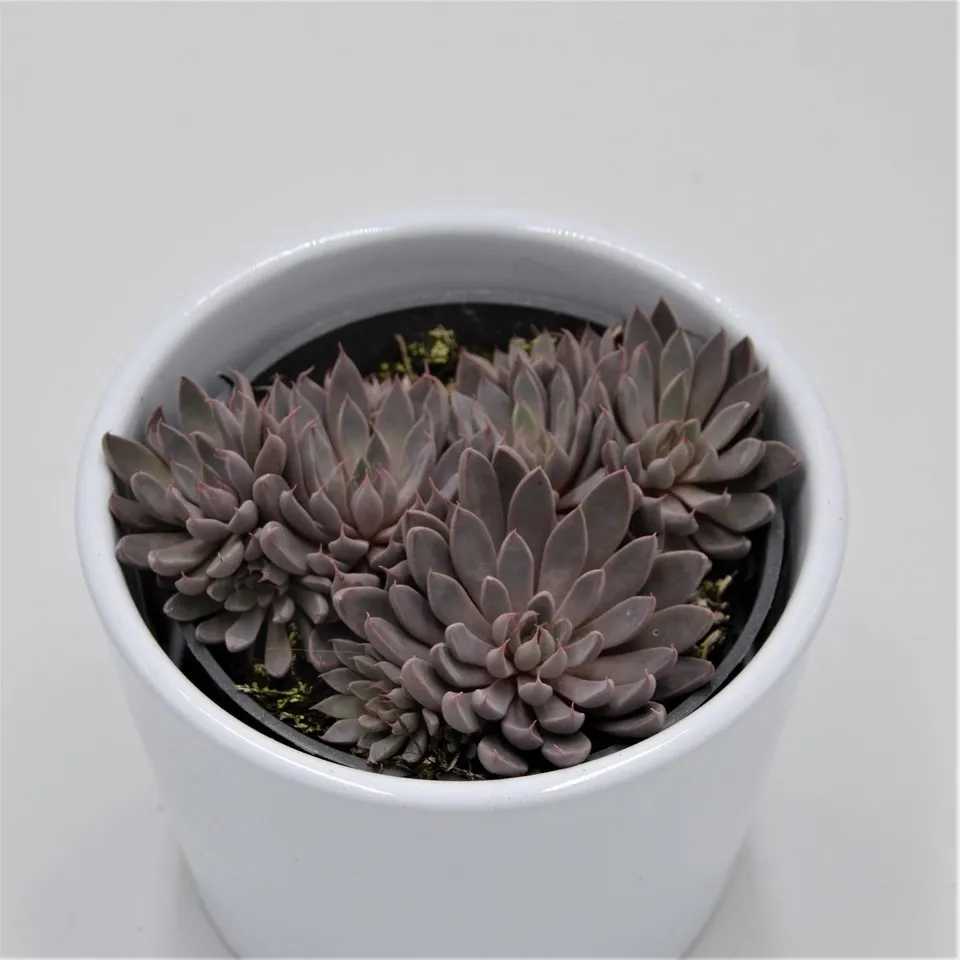 pasiora-graptopetalum-rusbyi-sukkulente-8-5cm-topf image 1