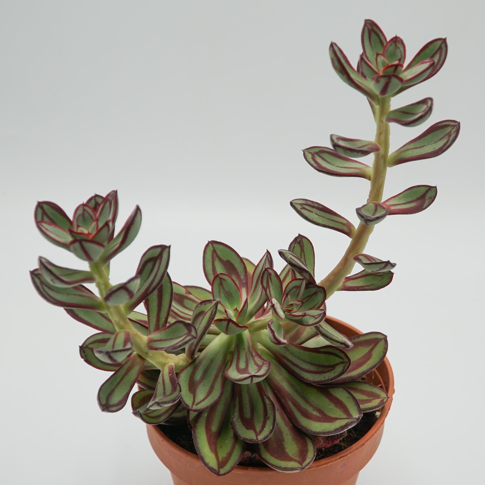 pasiora-echeveria-nodulosa-sukkulente-14-cm image 5