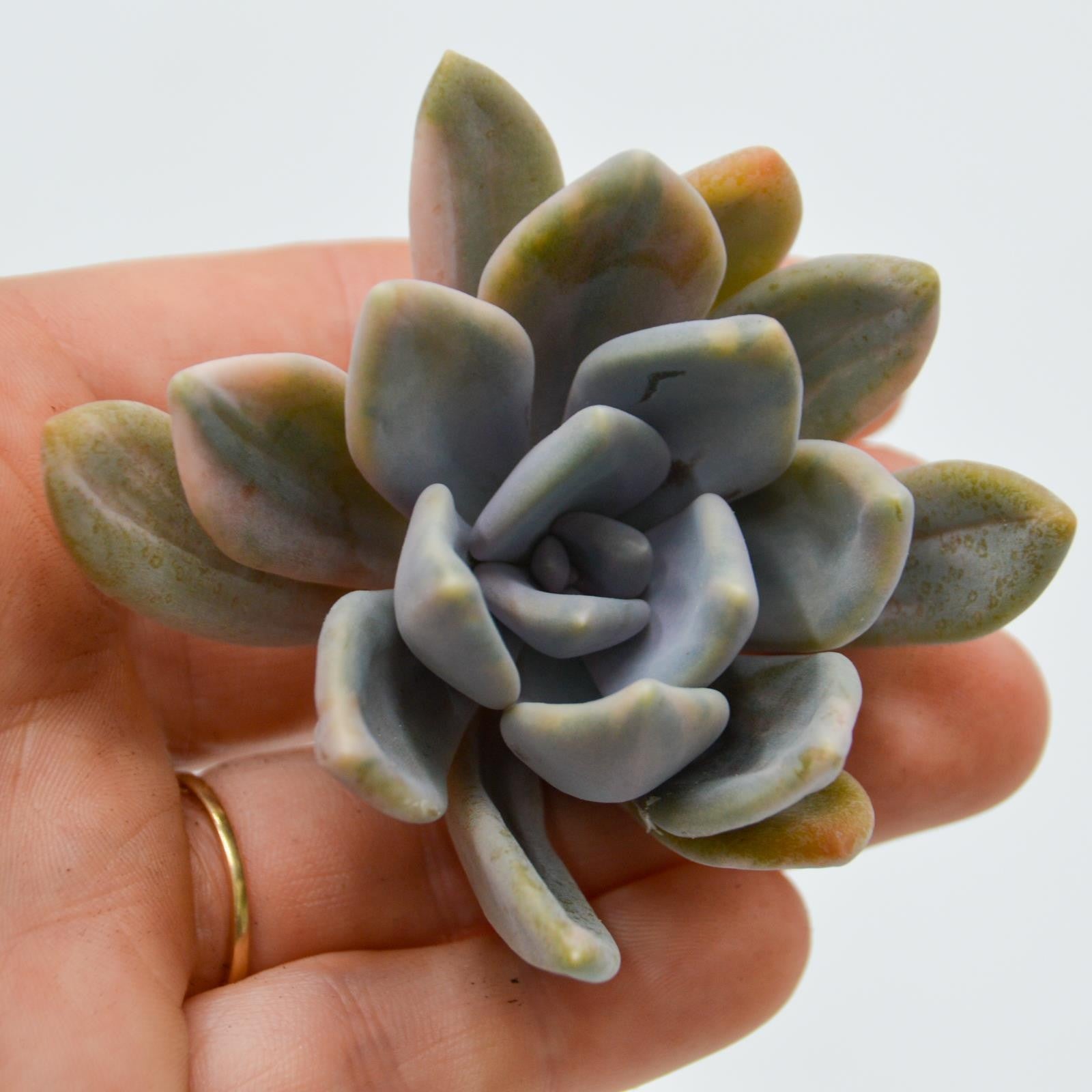 pasiora-graptoveria-pachyphytoides-f-variegata-steckling image 1