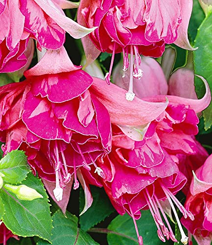 baldur-garten-riesen-fuchsie-bicentennial-2-pflanzen-fuchsia-9x9-cm-topf image 4