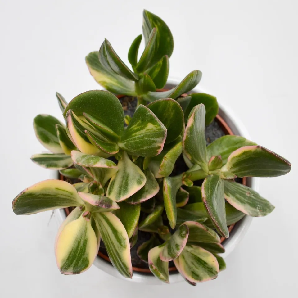 pasiora-crassula-ovata-f-variegata-12cm-topf image 1
