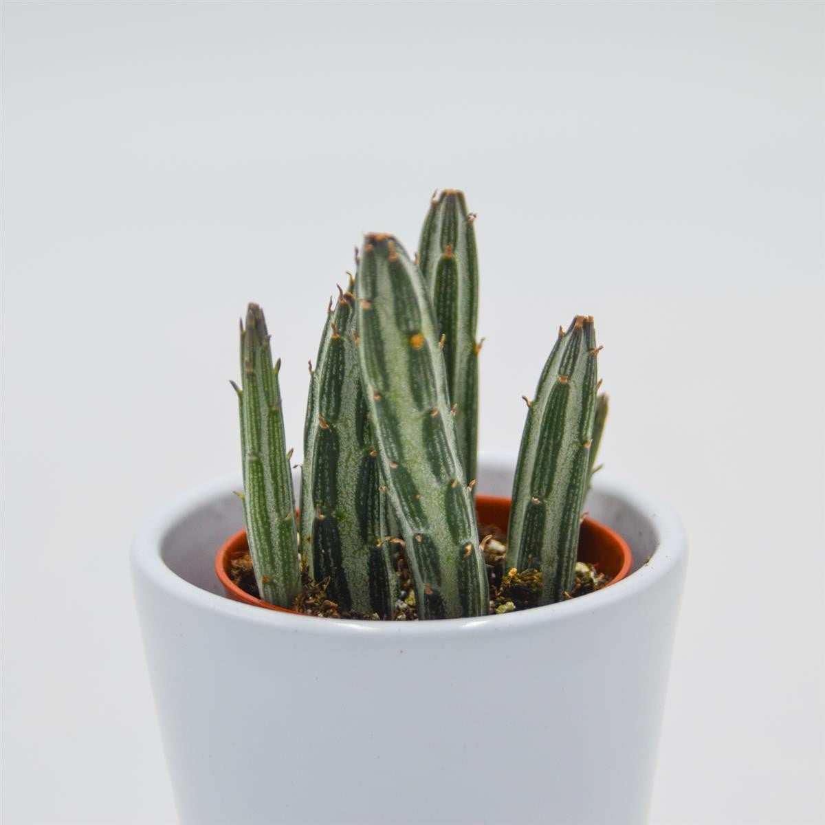 pasiora-senecio-stapeliiformis-sukkulente-im-5-5cm-topf image 1
