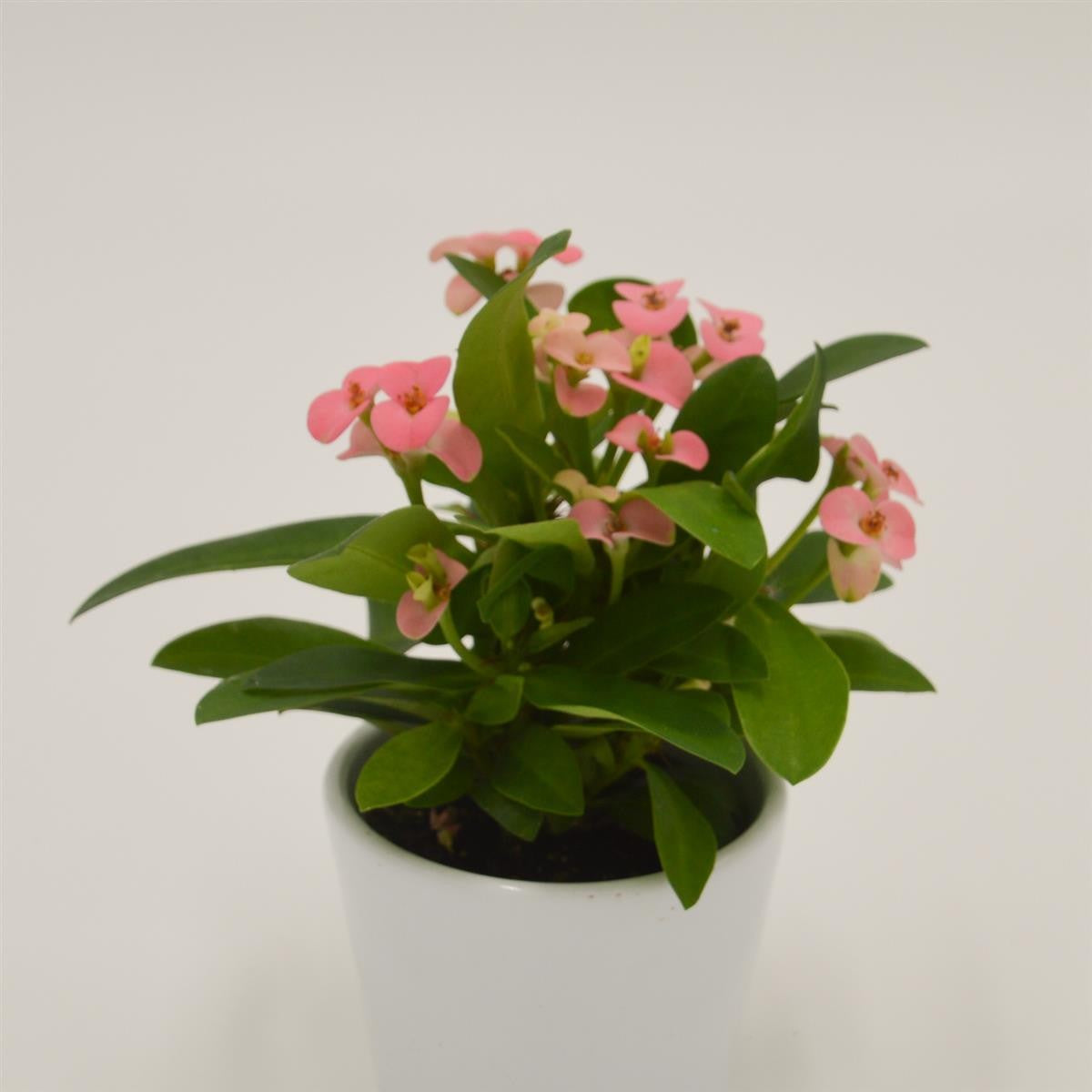 pasiora-euphorbia-milii-rhea-rosa-sukkulente-6cm-topf image 2