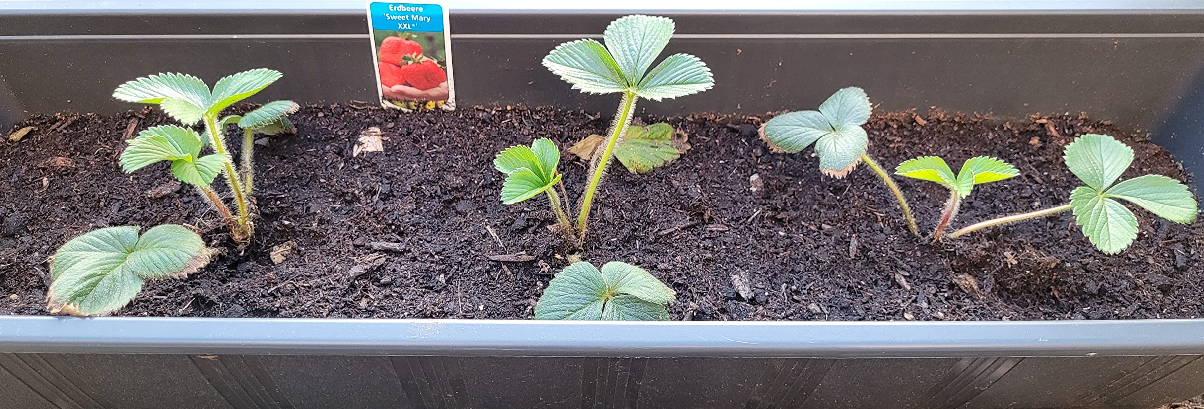 Riesige Früchte wirklich