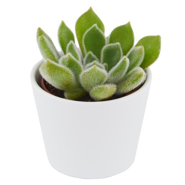 pasiora-echeveria-setosa-echeverie-sukkulente-6-cm-topf image 3