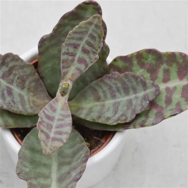 pasiora-kalanchoe-humilis-desert-surprise-sukkulente-6cm image 1