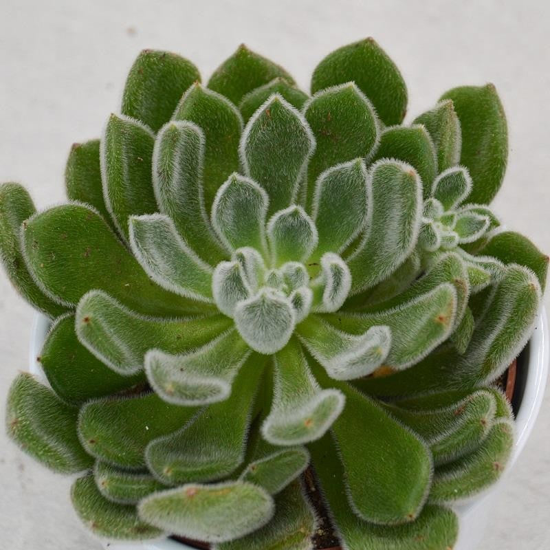pasiora-echeveria-setosa-echeverie-12-cm-topf image 2