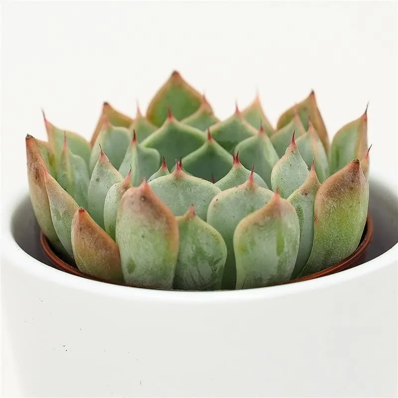 pasiora-echeveria-norma-sukkulente-5-5cm-topf image 1