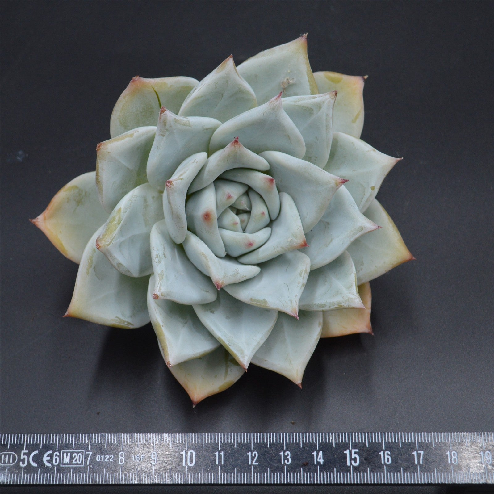pasiora-echeveria-colorata-tapalpa-steckling-xl-rarit-t image 2