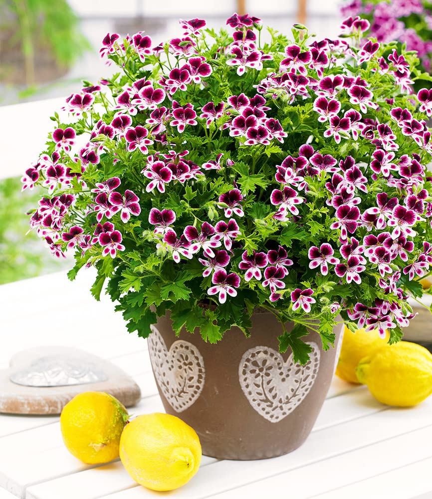 baldur-garten-3x-duft-geranie-mosquitaway-eva-im-10-5-cm-topf image 2